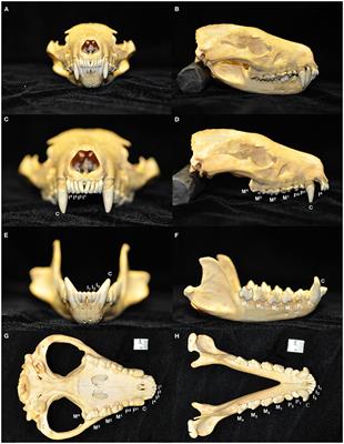 The Macroscopic and Radiographic Skull and Dental Pathology of the Tasmanian Devil (Sarcophilus harrisii)